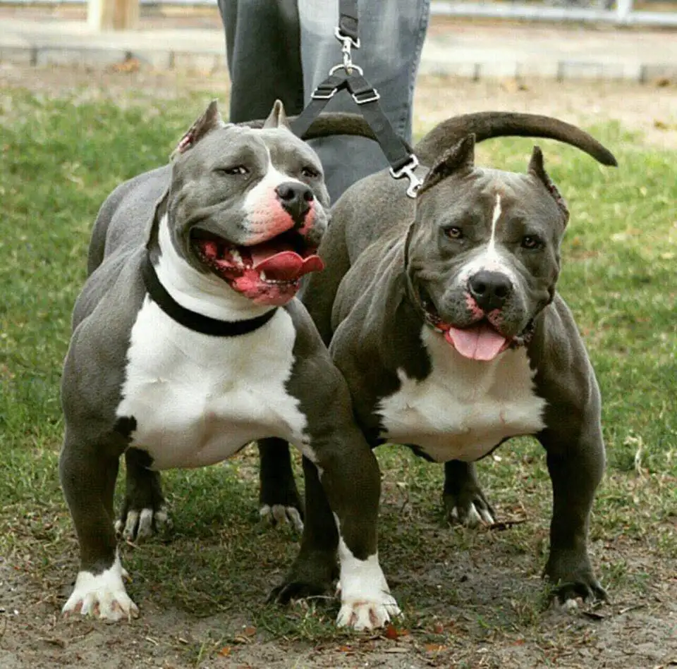 Dos perros pitbull mordieron a adolescente y le causaron heridas
