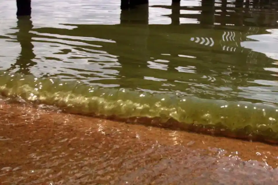 ¿Qué son las cianobacterias que encontraron en las costas de Buenos Aires y qué efectos producen?