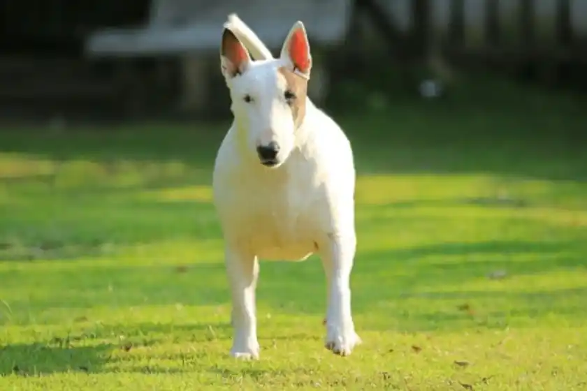 Buscan dar en adopción a un perro tras morder a un adolescente de 15 años en zona sudoeste