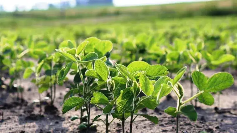 Argentina fue el primer país del mundo en aprobar un herbicida selectivo para malezas resistentes en soja y algodón