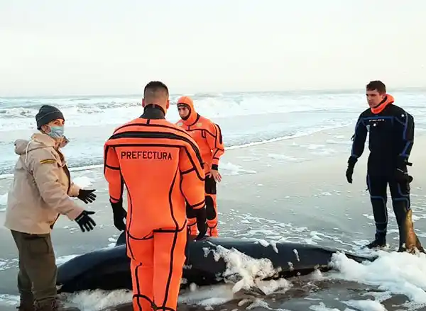 Prefectura realizó un rescate de un cetáceo en la costa