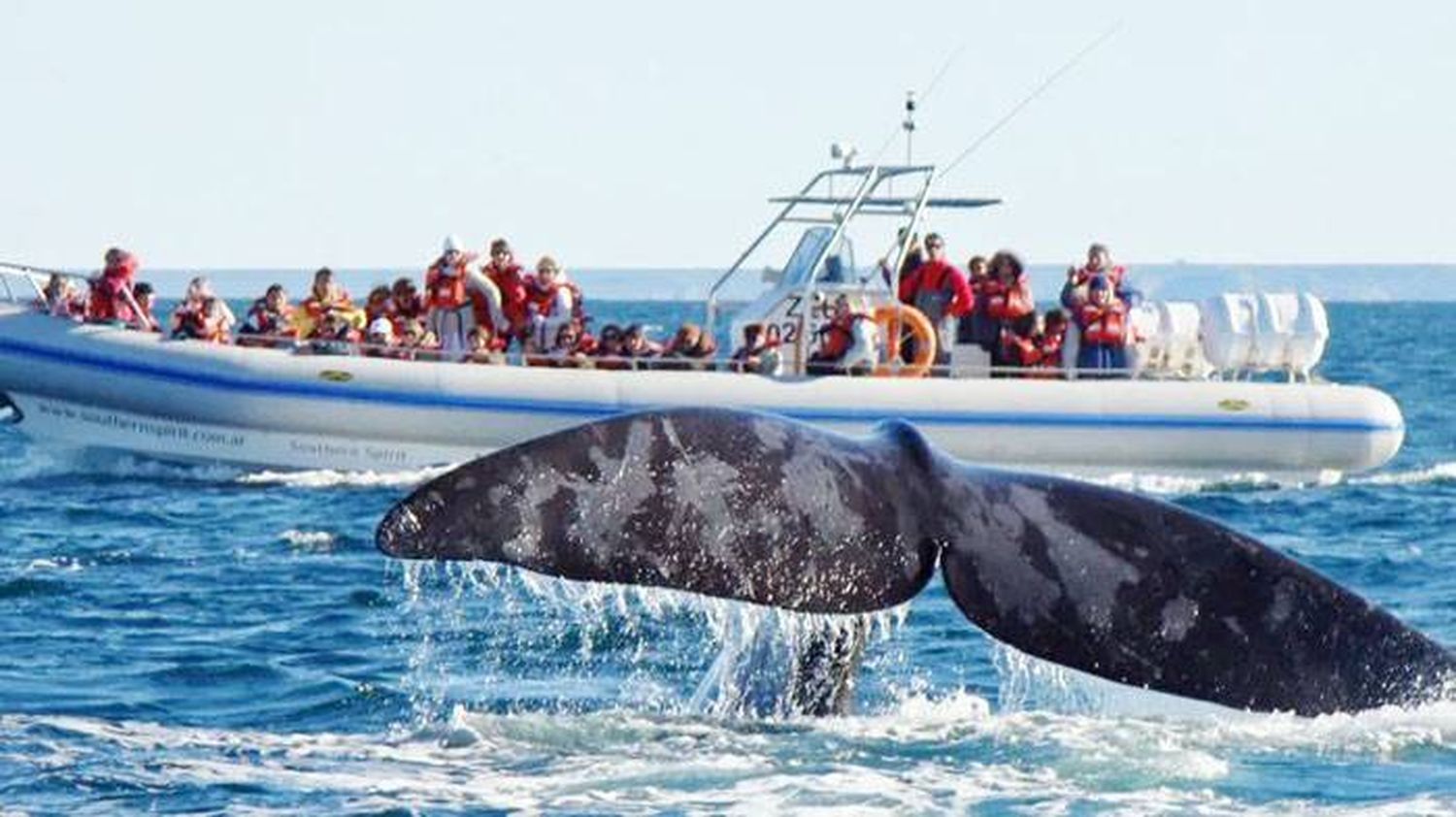 Se podría avistar ballenas en Pirámides