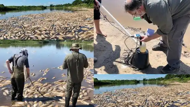 Santa Fe: Detectan agrotóxicos en aguas y peces del Salado