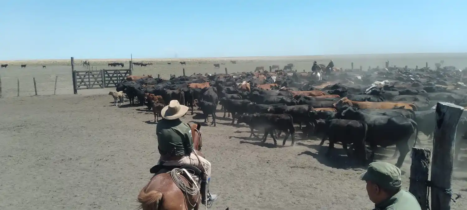 los pumas intiyaco - 2