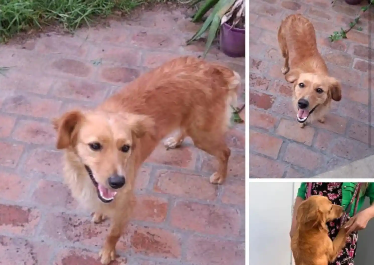 Encontraron una perrita y buscan a sus dueños