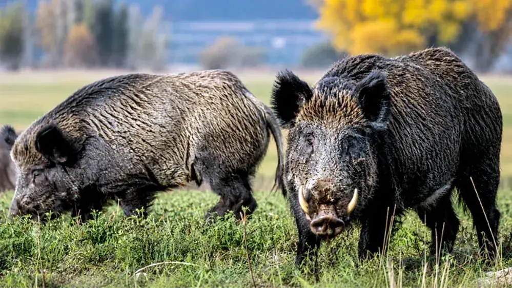 Alerta por el avance del jabalí en el campo bonaerense: "sin coordinación entre provincias, la expansión no tiene freno"