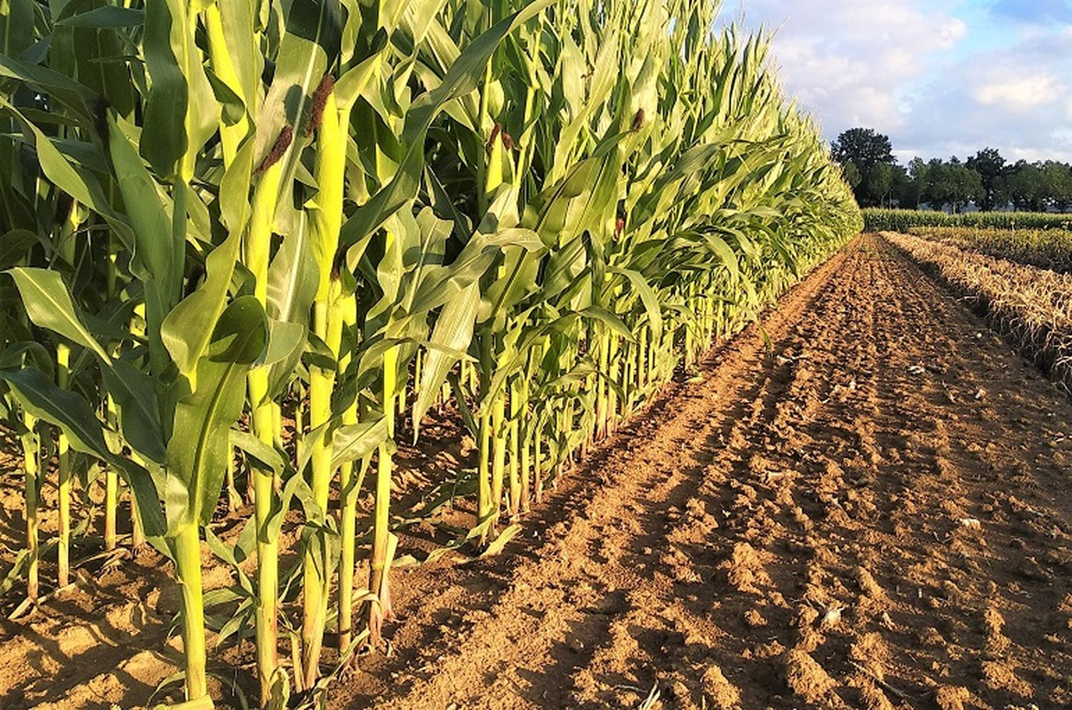 La siembra de maíz podría crecer un 14%