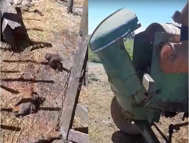 Se llevaron siete animales y herramientas de trabajo.