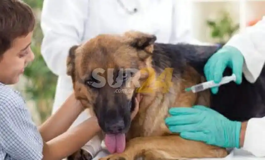 Jornada de vacunación antirrábica en el “Venite al Parque”