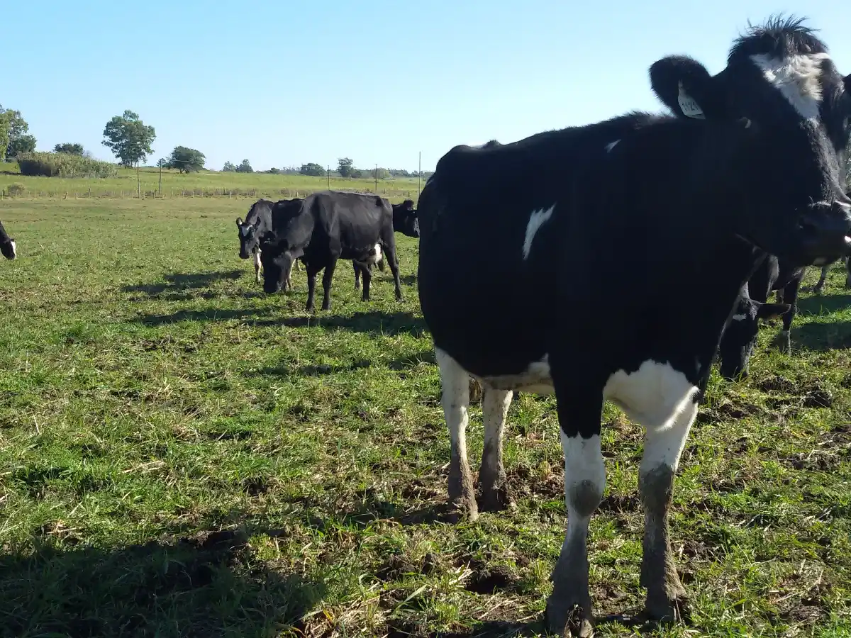 La producción de lácteos cayó más del 20% en febrero