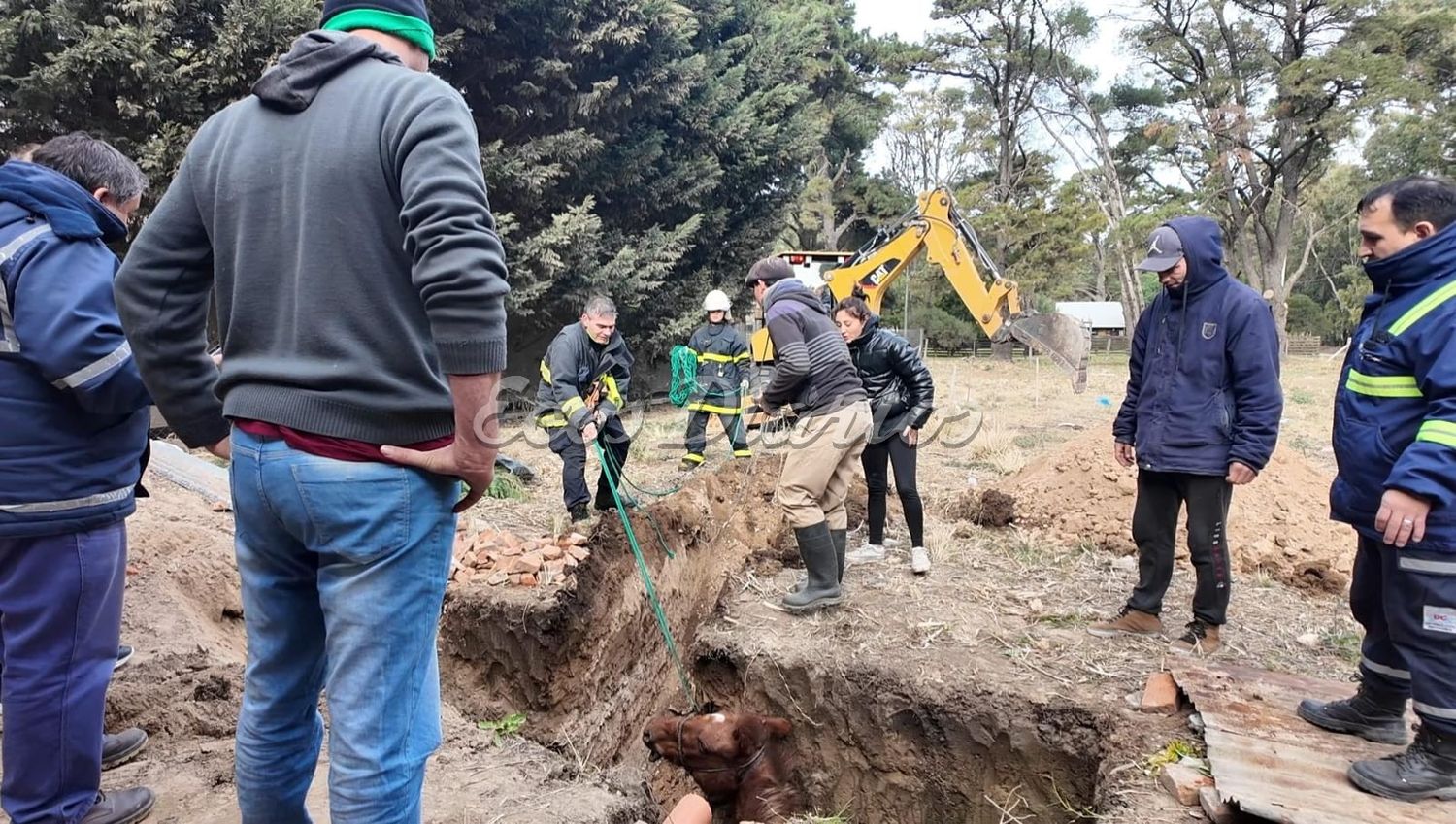 rescate preñada yegua 2