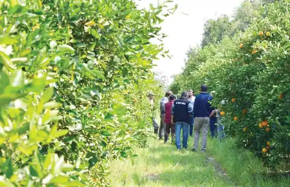 En prevención del HLB se  monitorearon quintas  citrícolas de los departamentos Concordia y Federación
