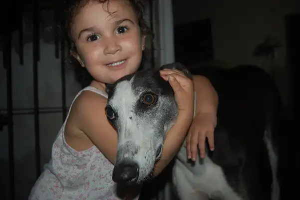 La Navidad es la oportunidad para darles un hogar a los perritos de la calle