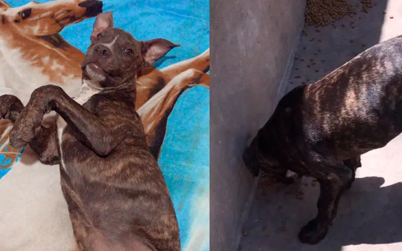 Buscan a Laika