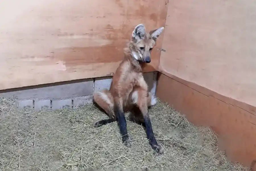 Rescataron un Aguará Guazú herido en la región