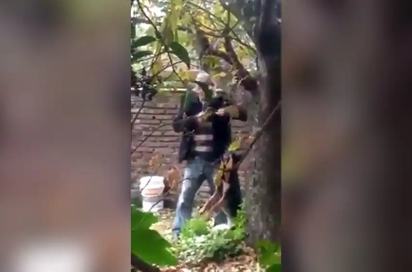 Filman a un hombre que ahorcó a un perro en un árbol