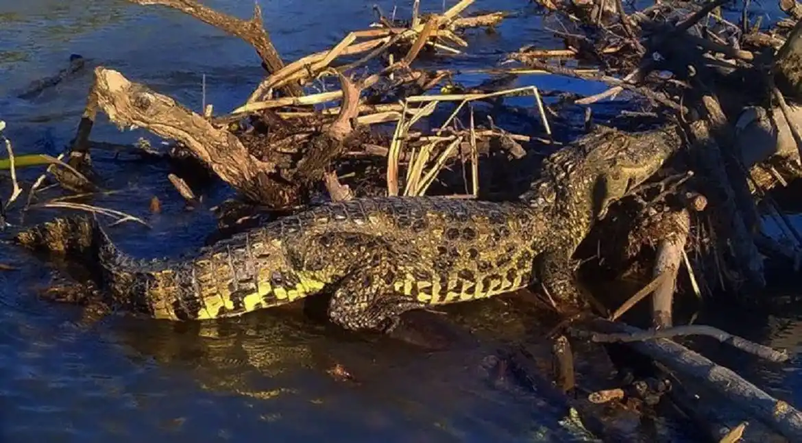Un guía de pesca entrerriano encontró un yacaré de raza protegida en un arroyo