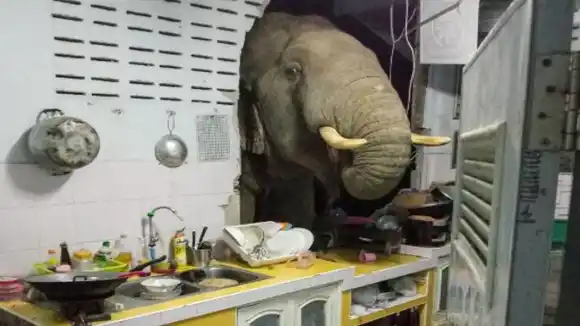 VISITA INESPERADA: familia en Tailandia recibe diariamente a un elefante en su cocina