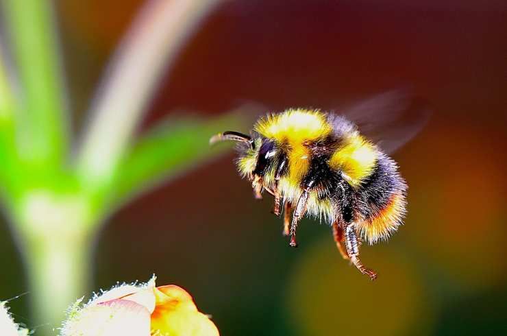 Las abejas y la seguridad alimentaria mundial