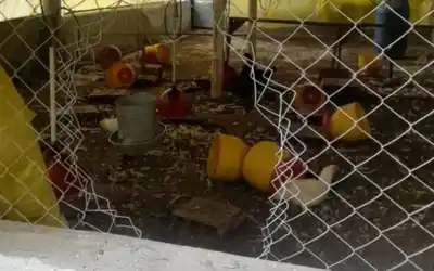 Sorprendió a un ladrón en su gallinero, lo golpeó y lo dejó en coma