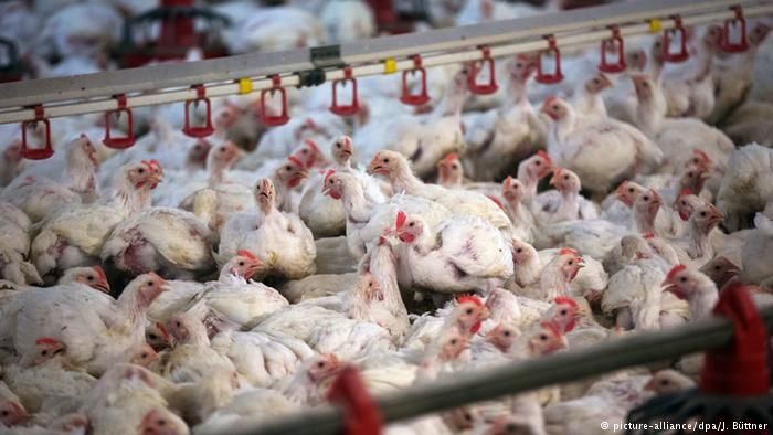 México suspende la importación de carne aviar de Brasil