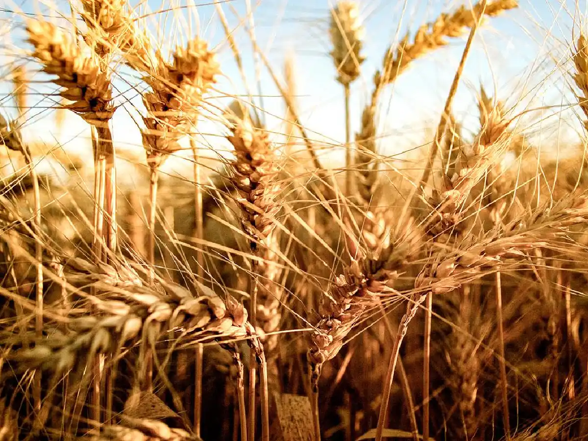 Lluvias claves para revertir la siembra de trigo    