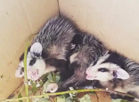 El Centro de Rescate de Granja Los Pibes rescató y liberó una culebra y comadrejas