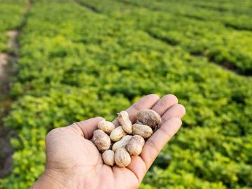 Argentina se posicionó como el mayor exportador de maní del mundo