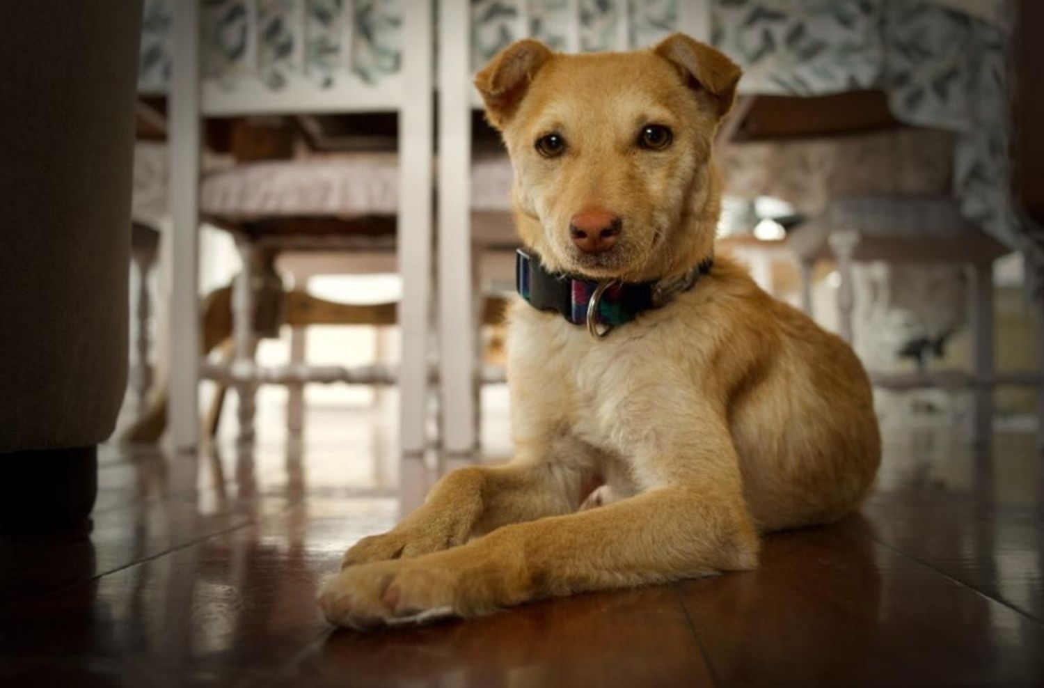 Nuevo cronograma del quirófano móvil para animales