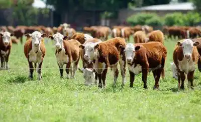 Con menos animales que lo esperado, finalizó la vacunación contra la aftosa 