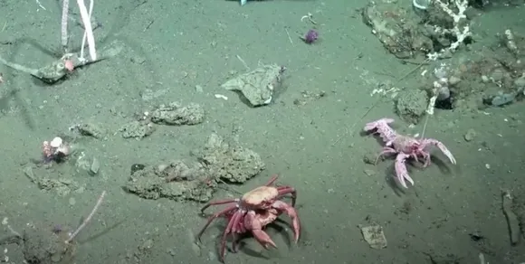 Ciencia en vivo: las impresionantes imágenes del fondo marino que conmovieron a miles