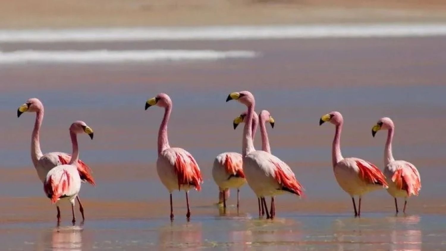 FOTO. FOTOS: flamencos

Epígrafe: Hasta el momento se vieron afectados 54 flamencos de la puna.