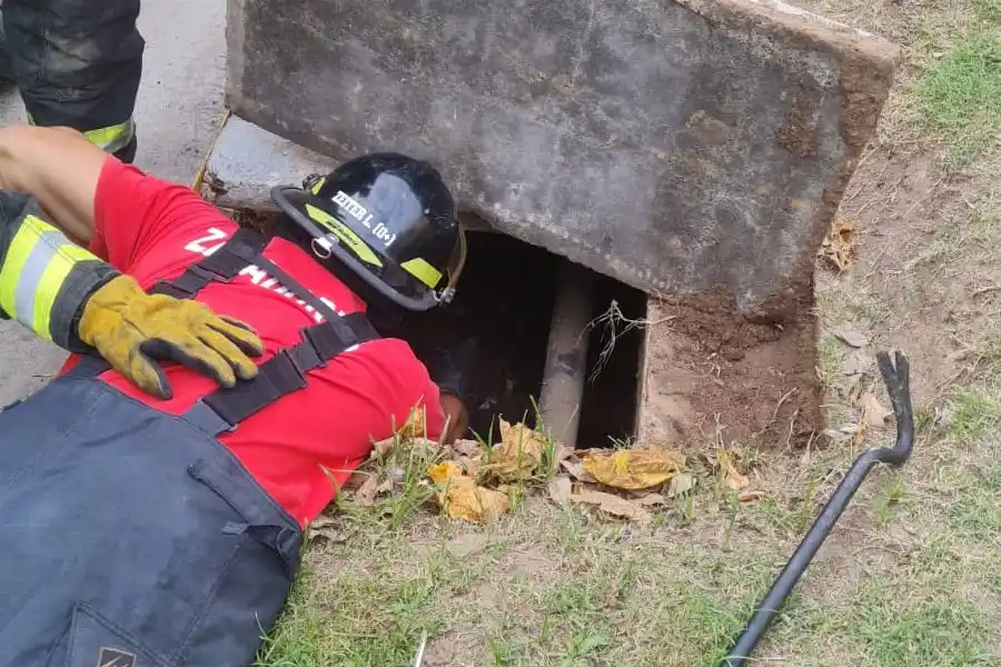 Personal de Bomberos rescataron a un perro atrapado en una boca de tormenta