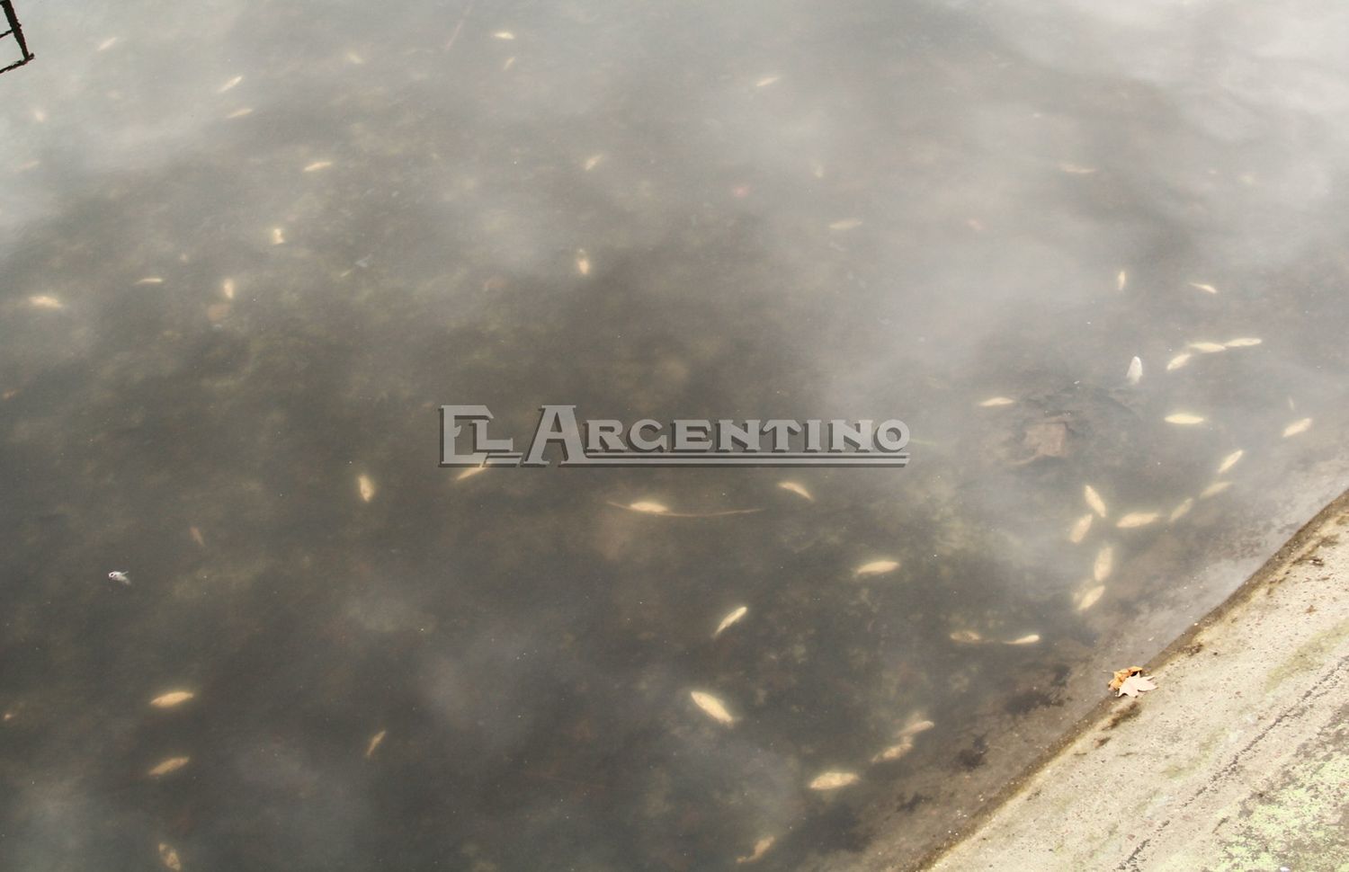 Gran cantidad de peces muertos en la desembocadura del arroyo Munilla