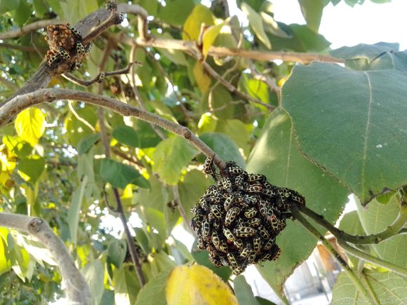 Bicho 7 de oro: “Así están las moras de mi casa”