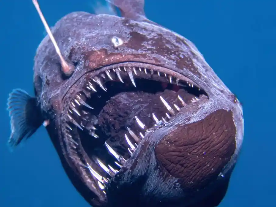 El pez abisal negro que emergió del fondo marino es diferente a como muchos se lo imaginaban