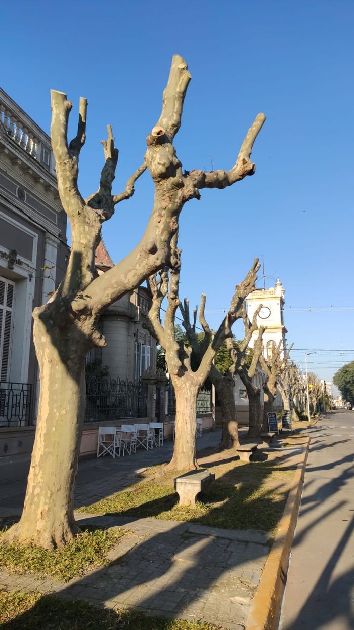 Arboles Pellegrini y Perón