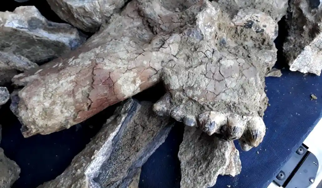 Compró un camión con tierra en La Plata y encontró algo prehistórico e invaluable