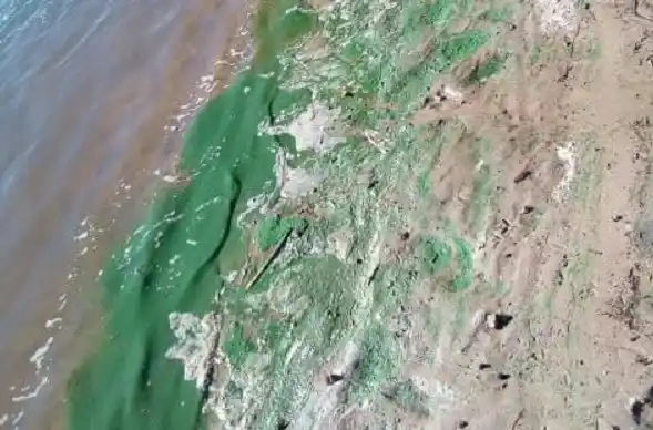 Algas en el río: no son graves, pero hay que tomar precauciones