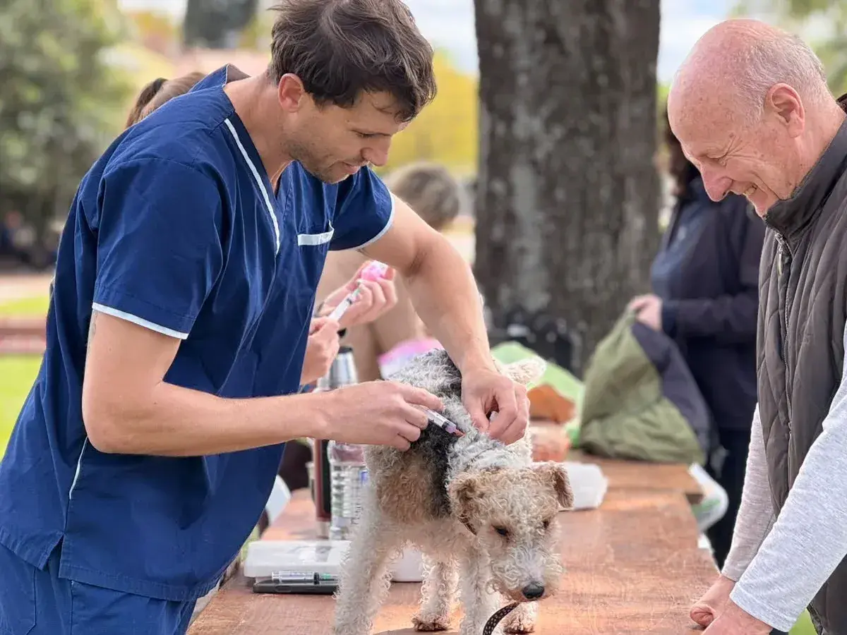 Exitoso operativo de vacunación antirrábica alcanzó a 229 mascotas
