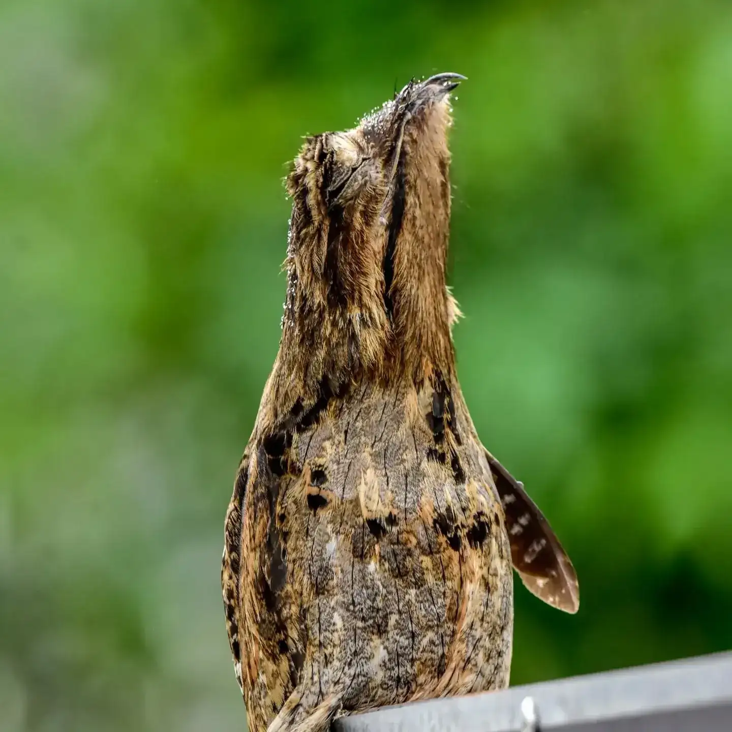 Nyctibius griseus