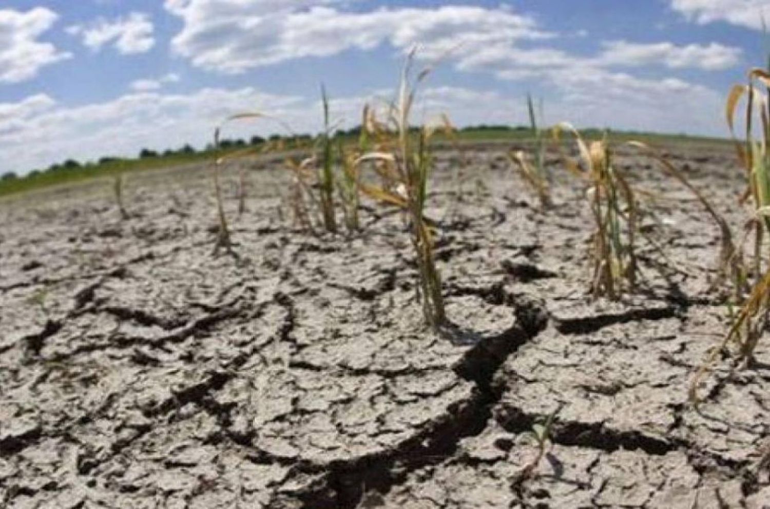 La sequía extrema en Entre Ríos pone en jaque la producción de granos