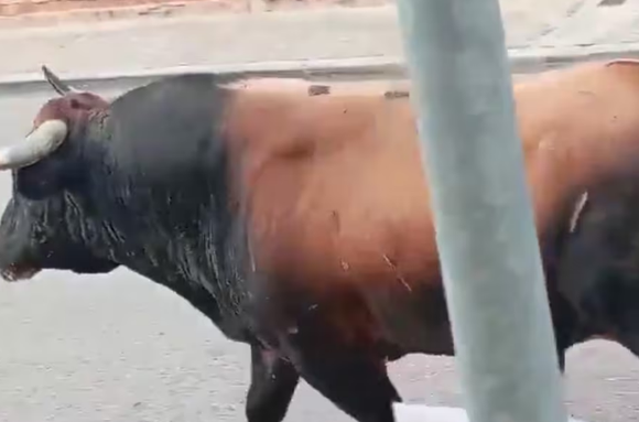 España: un toro se escapó en medio de un festival, mató a un hombre e hirió a otras tres personas