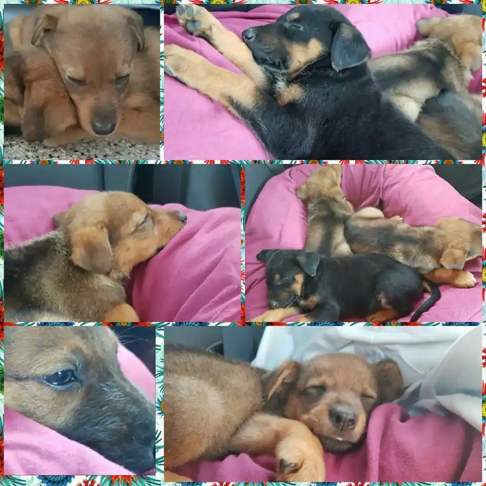 El abandono de animales de compañía es una problemática que sigue tan presente como antes