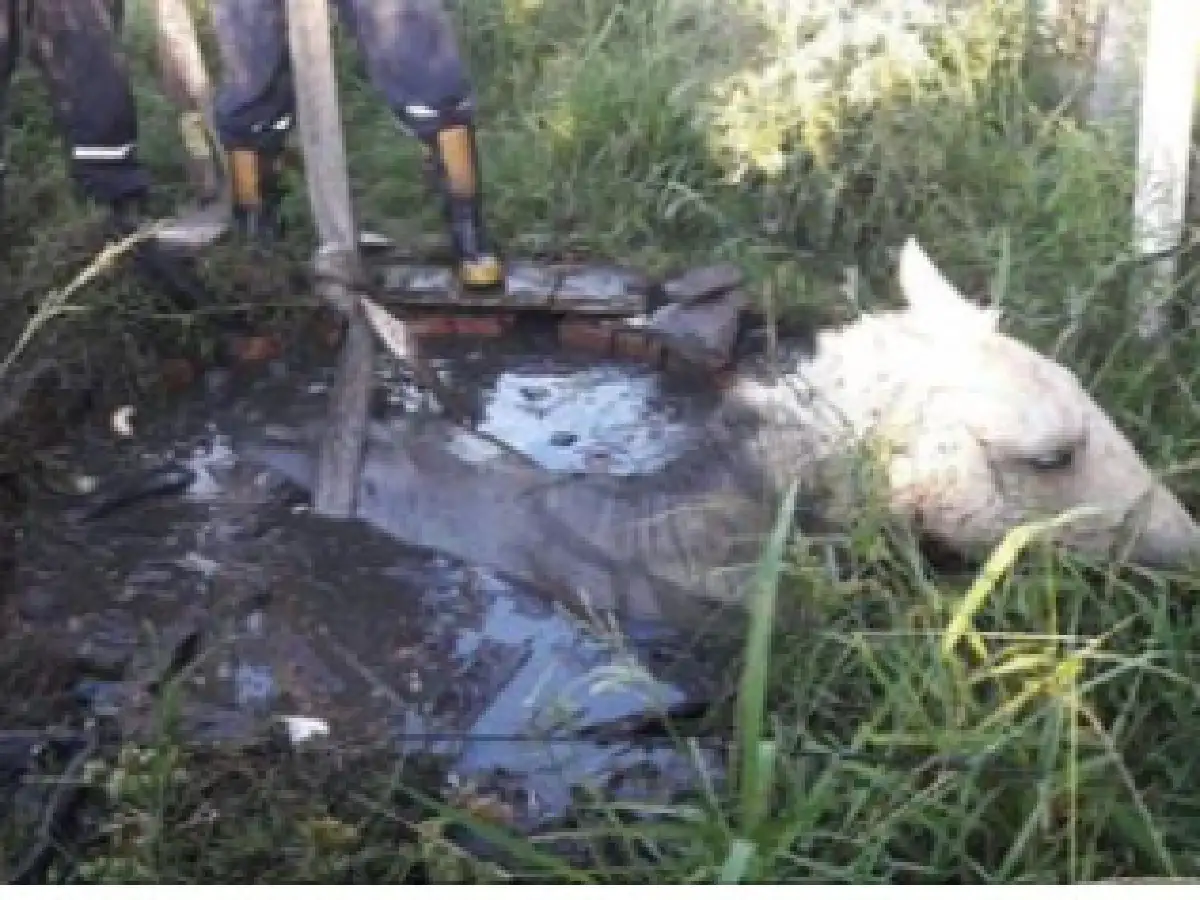 Bomberos rescataron a un caballo de un pozo 