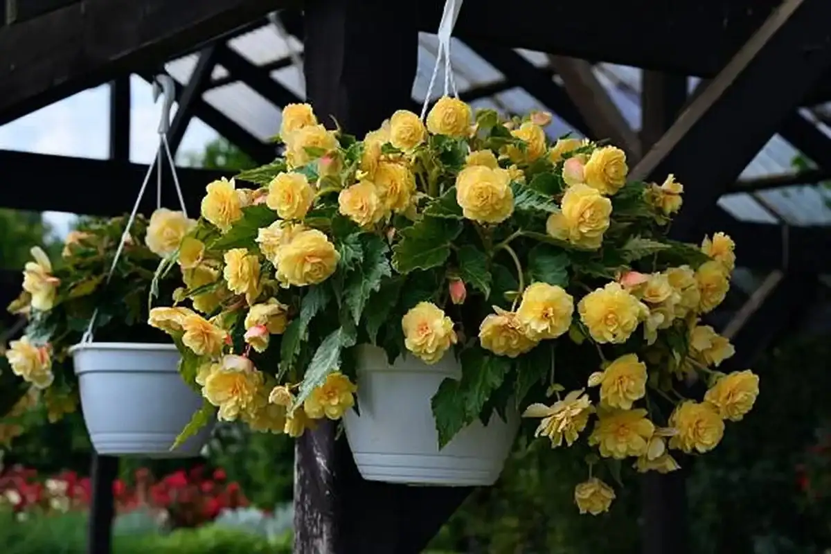 begonia - 2