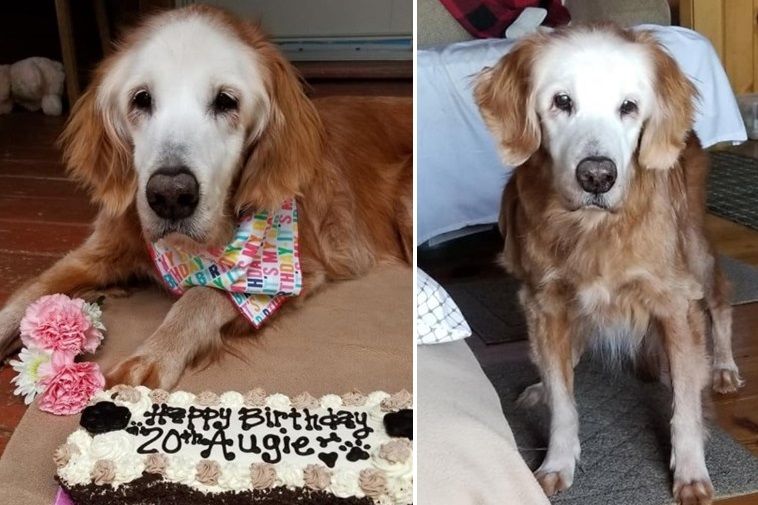 Cumplió años el golden retriever más longevo del mundo: ¿Cuánto tiene?