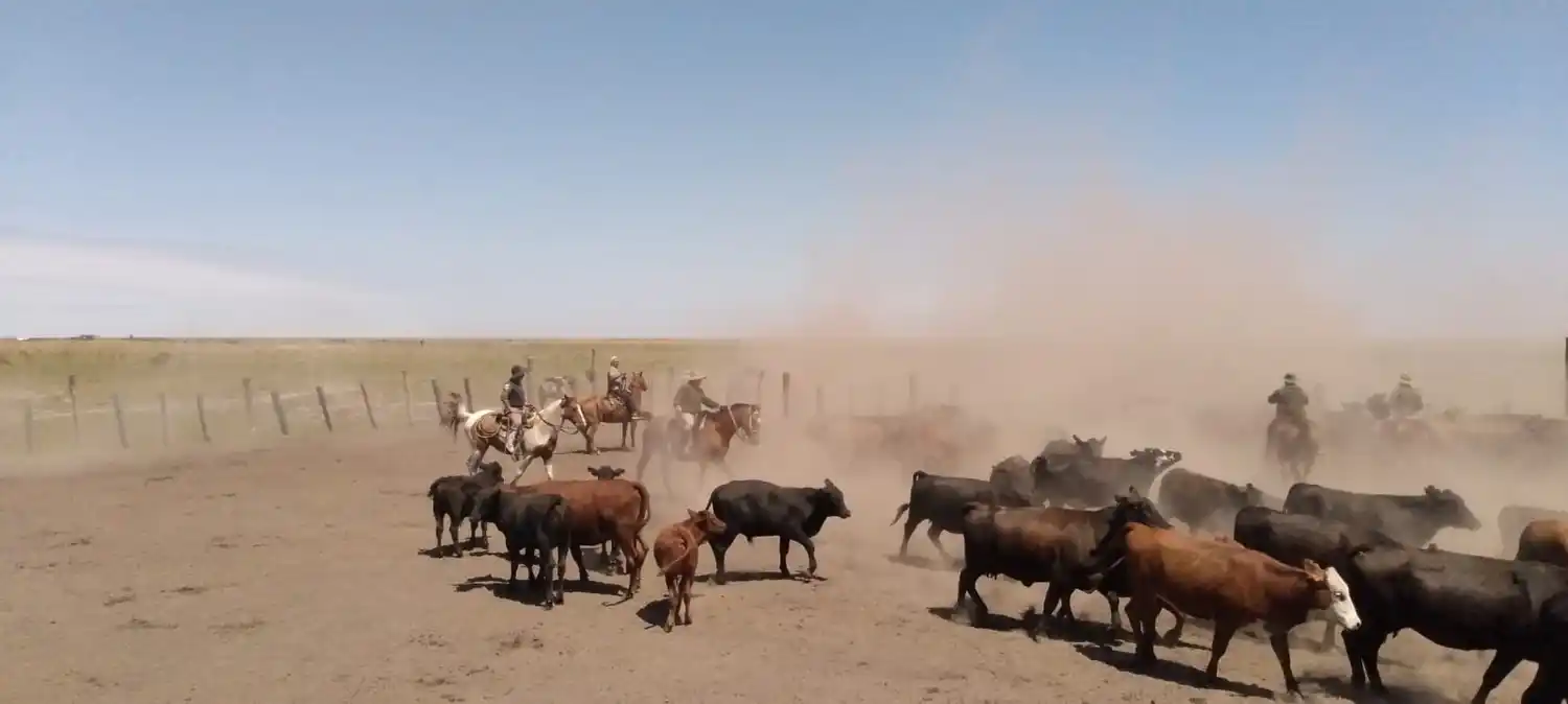 los pumas intiyaco - 1