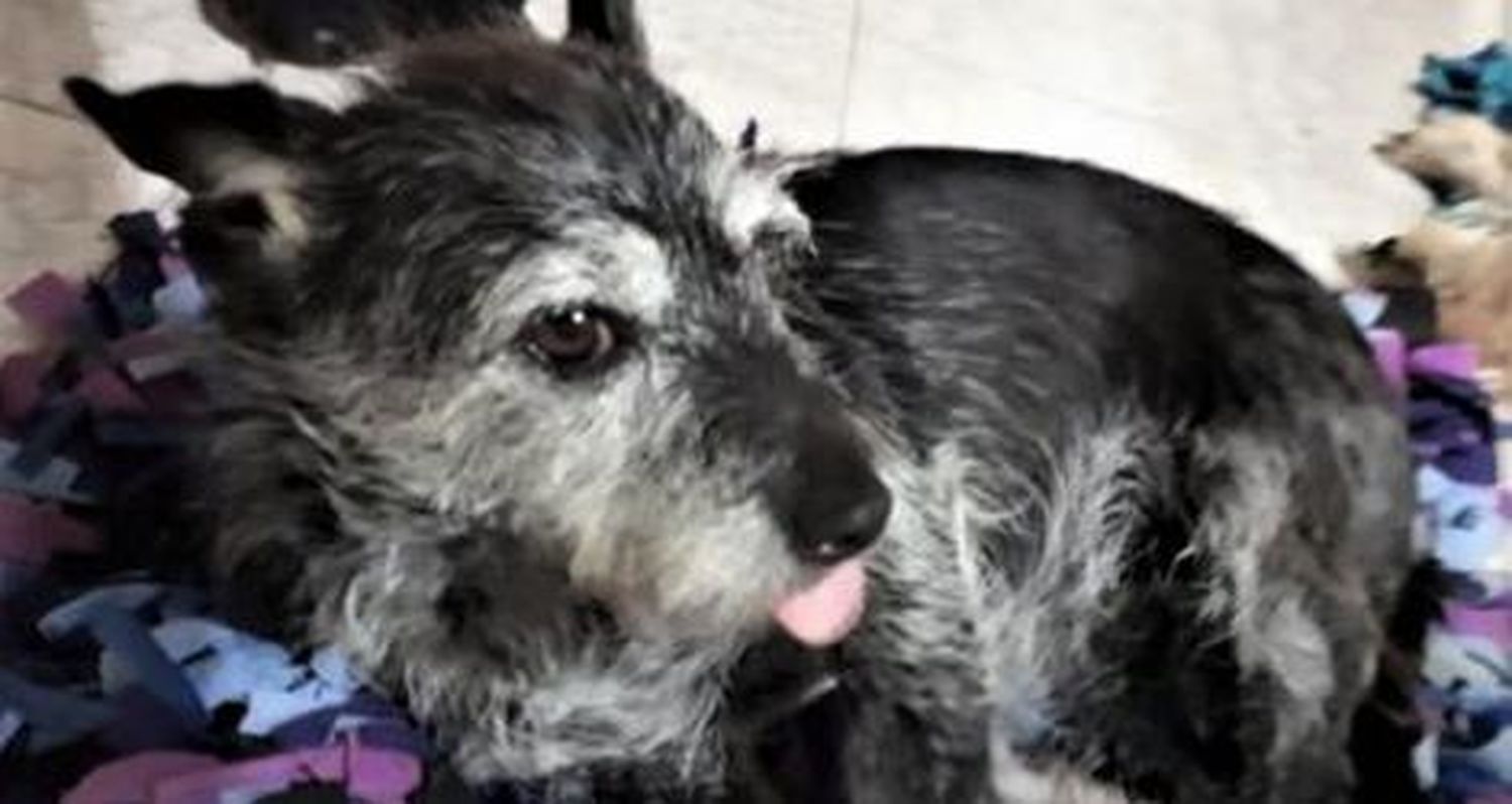Buscan a Lisa en Pueblo Doyle