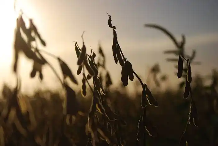 En Entre Ríos, la producción de soja cayó un 22 %